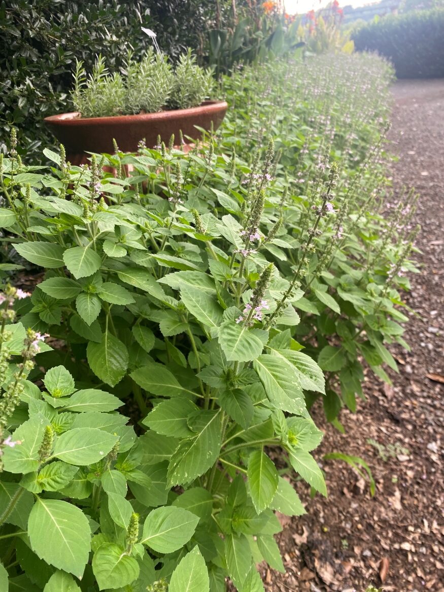 A patch of tulsi.