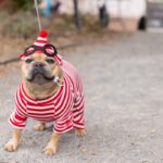 A small breed dog is dressed in a red and white “Where’s Waldo” costume