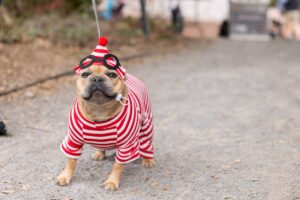 A small breed dog is dressed in a red and white “Where’s Waldo” costume