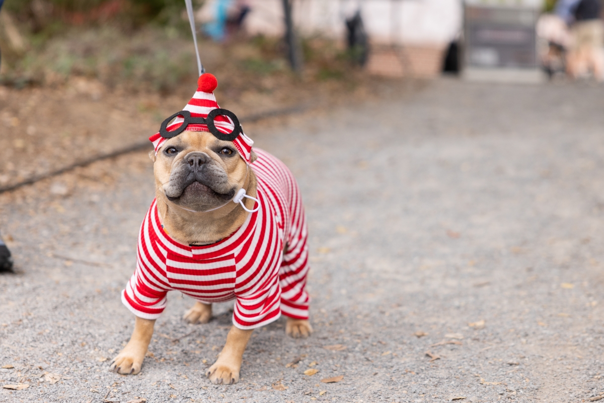 A small breed dog is dressed in a red and white “Where’s Waldo” costume