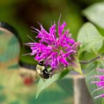 A bumble bee flys around a pink flower.