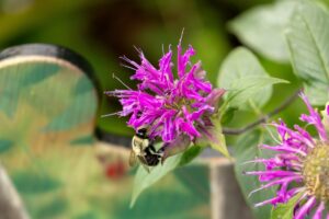 A bumble bee flys around a pink flower.