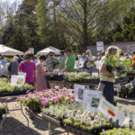 People shopping at a plant market.