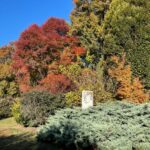 Trees in the UT Gardens, Knoxville.