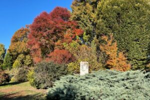 Trees in the UT Gardens, Knoxville.
