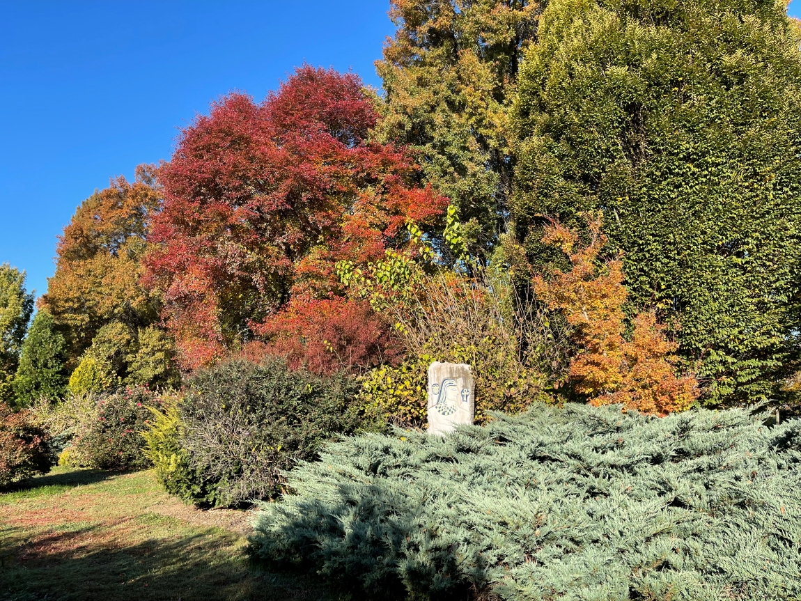 Trees in the UT Gardens, Knoxville.