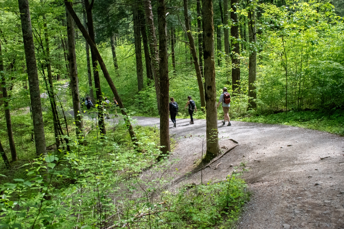 People hiking in the forest.