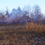 An open and ashy field after undergoing a prescribed burn
