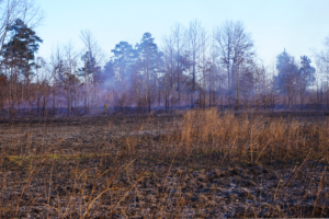 An open and ashy field after undergoing a prescribed burn