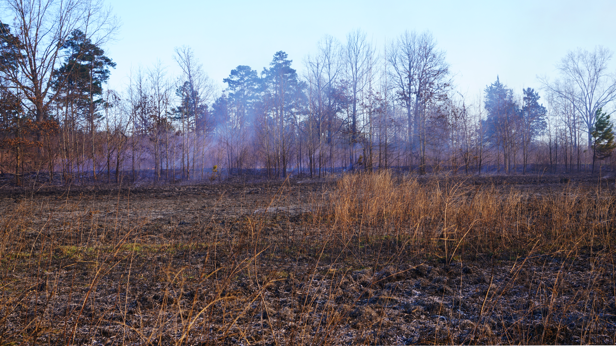 An open and ashy field after undergoing a prescribed burn