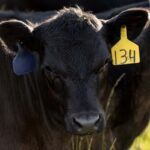 A black cow with a yellow ear tag numbered "134"