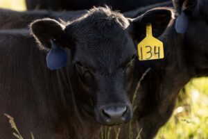A black cow with a yellow ear tag numbered 